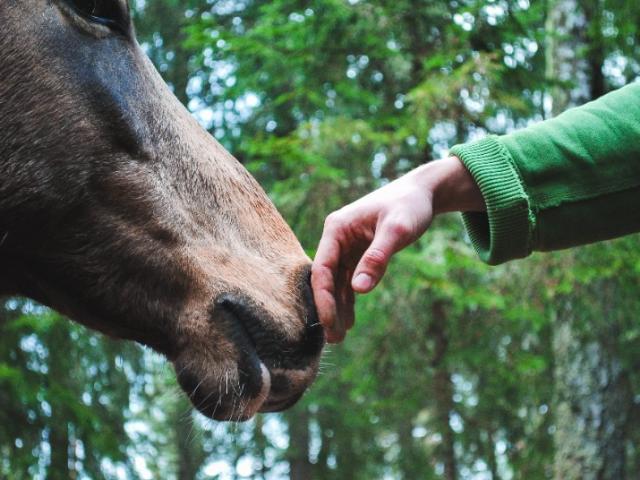 L'équisophrologie : une technique d'aide du cavalier pour le cheval.